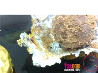 Worms In Your Chocolate