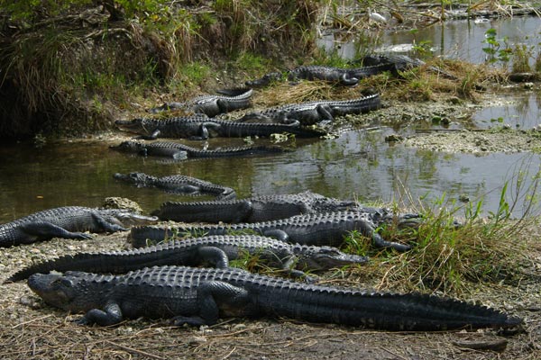 alligators.jpg