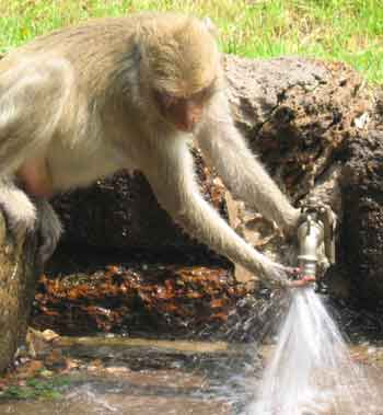 monkey.jpg