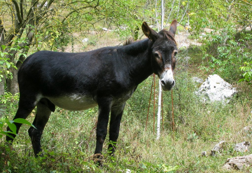 Donkey 1024x706