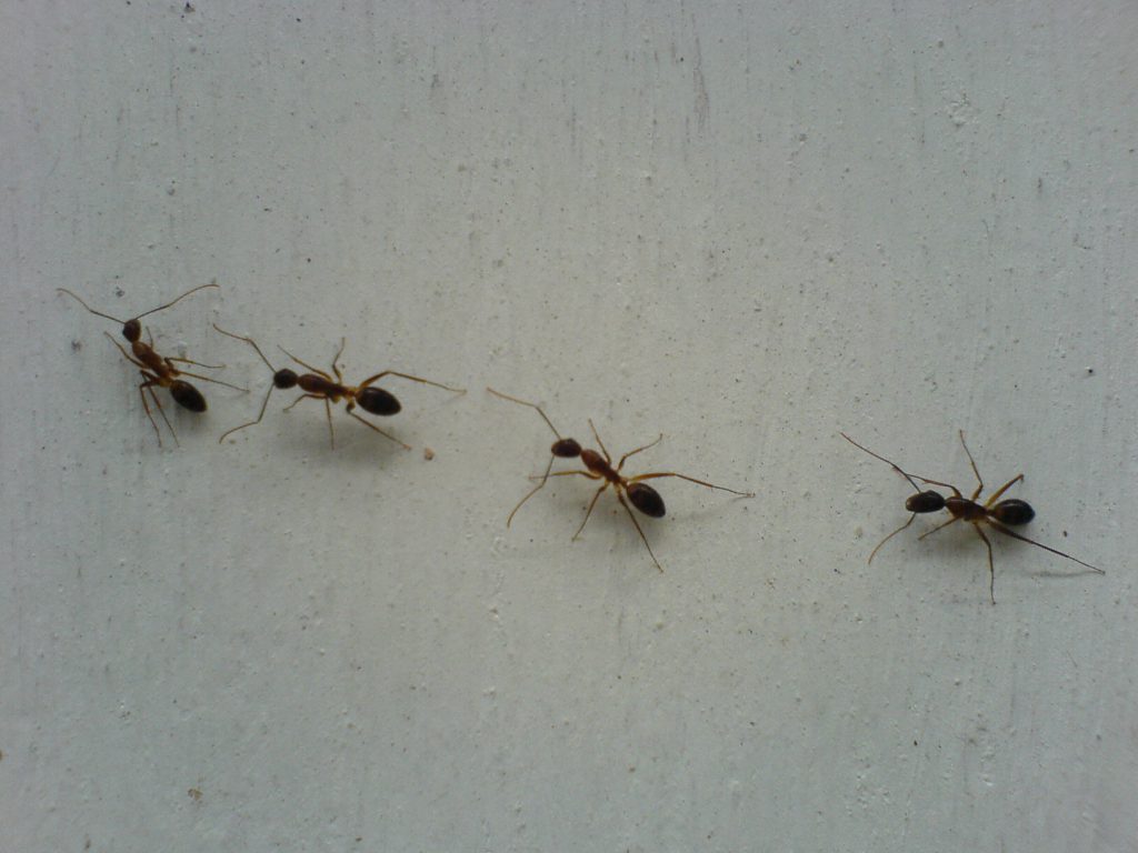 Ants 1024x768