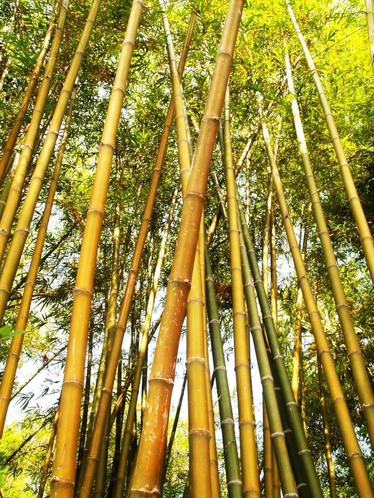 Bamboo Shoots 768x1024 1
